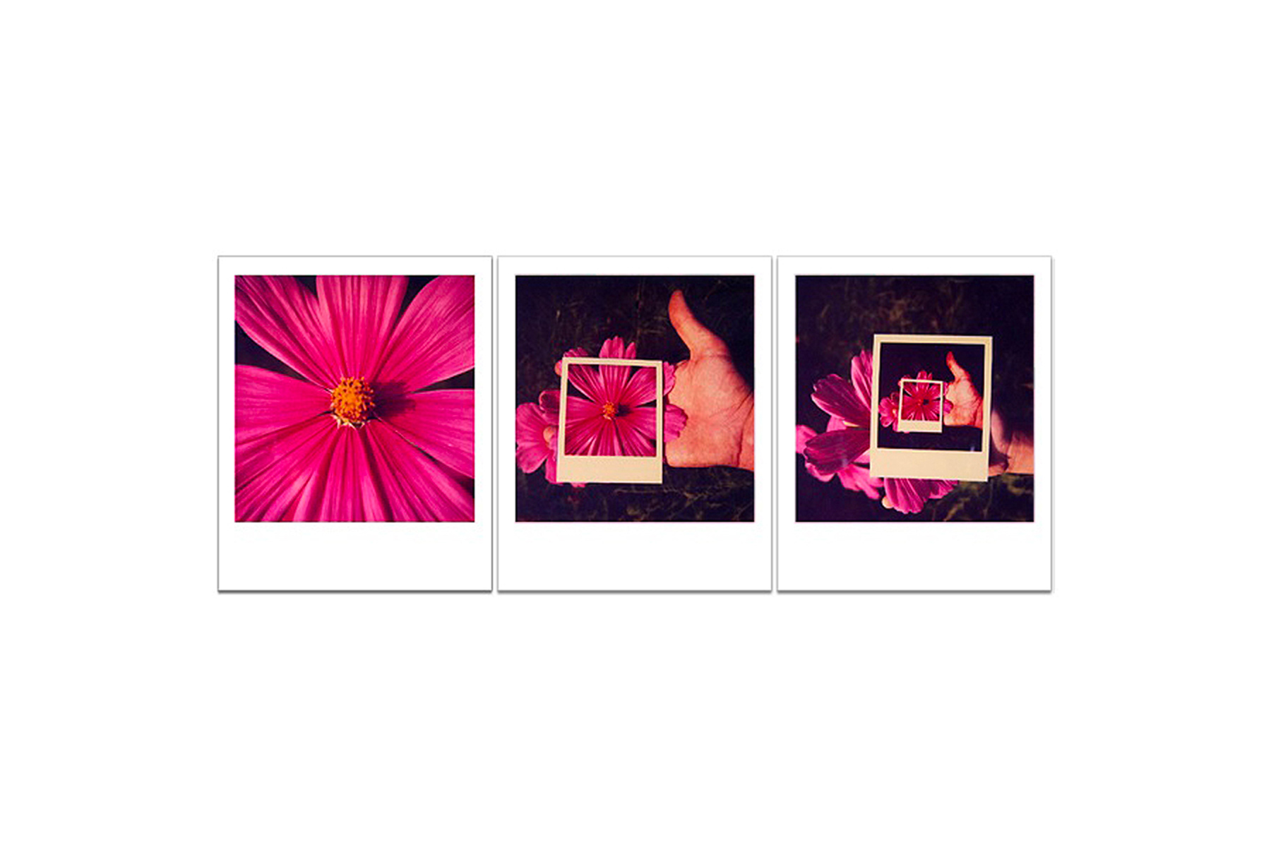 Passione Polaroid