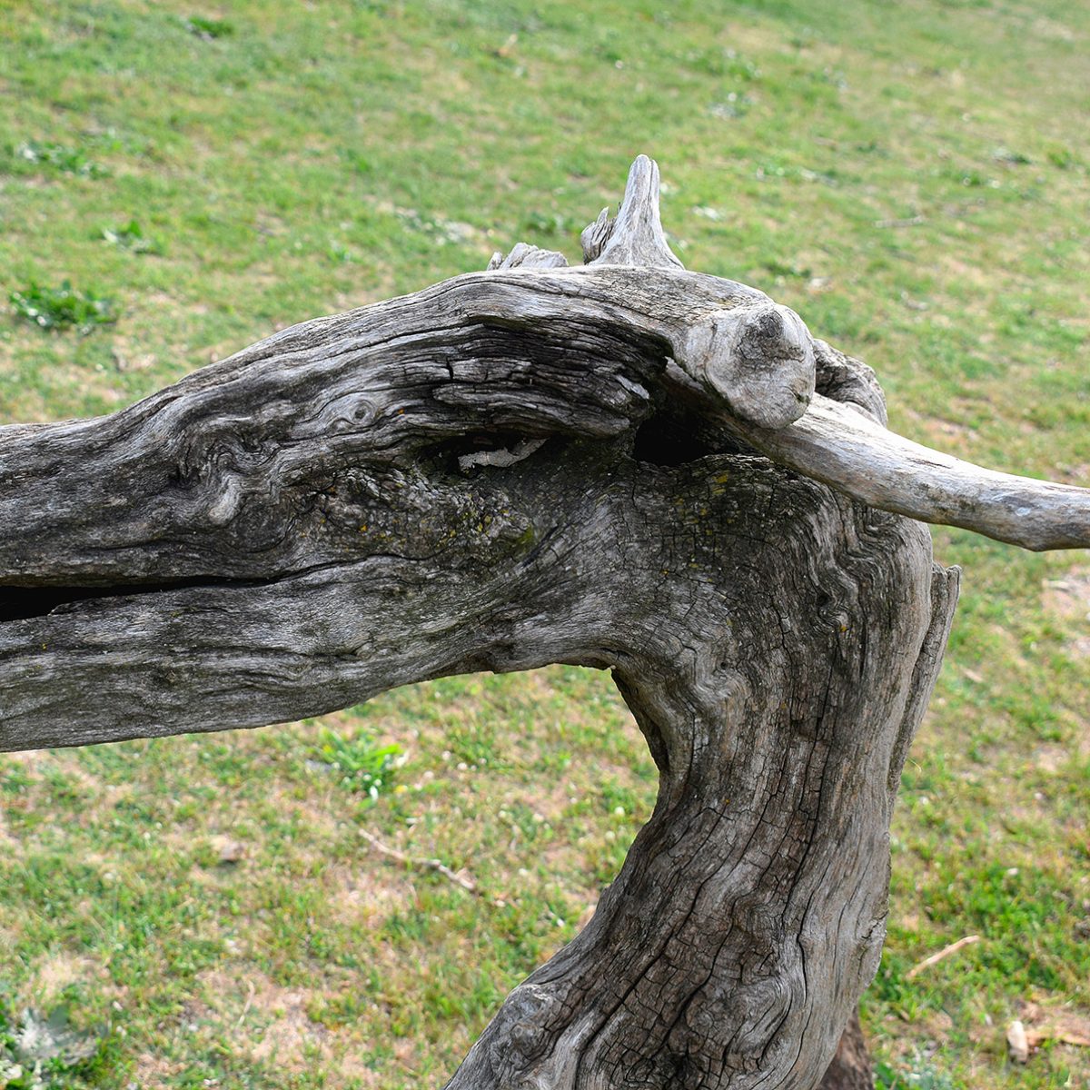 Sculture nate dal mare di Enrico Menegatti